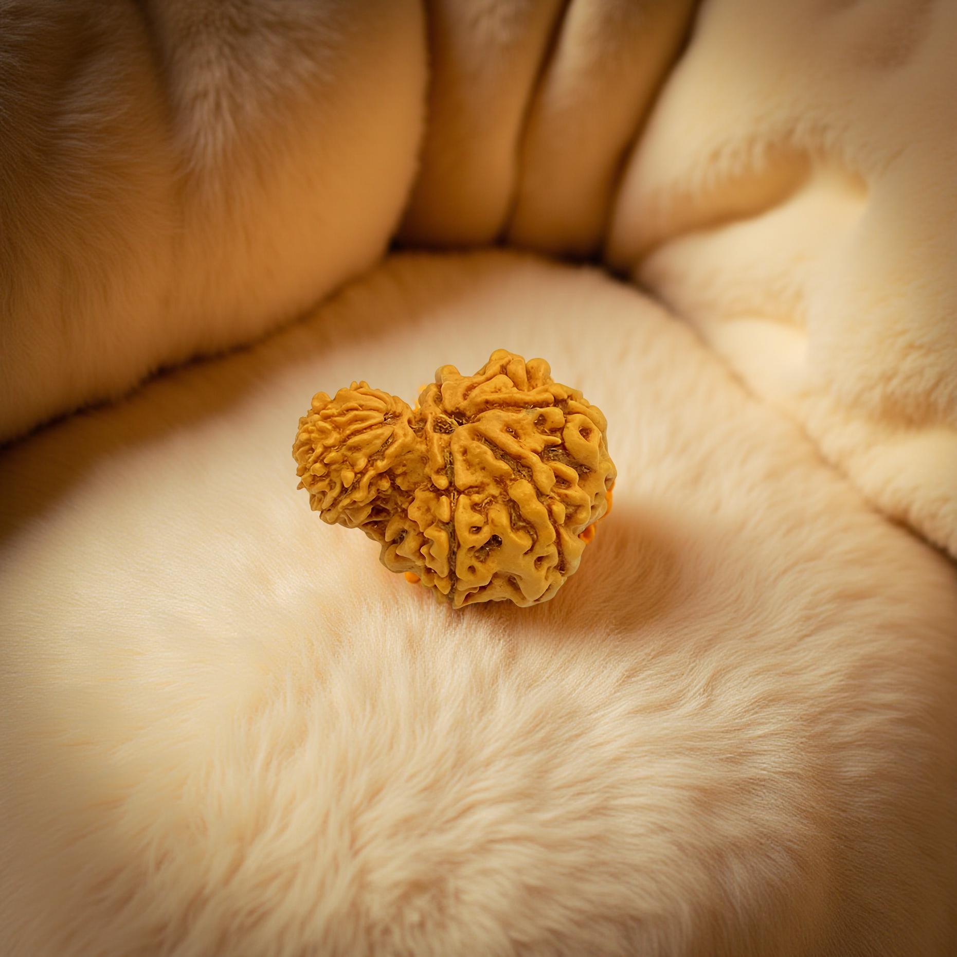 Garbh Gauri Rudraksha