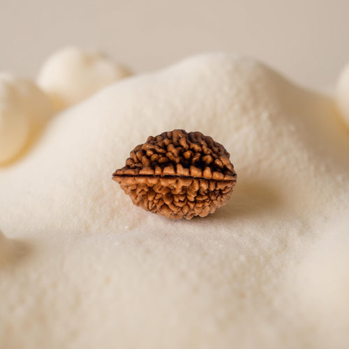 2 Mukhi Rudraksha