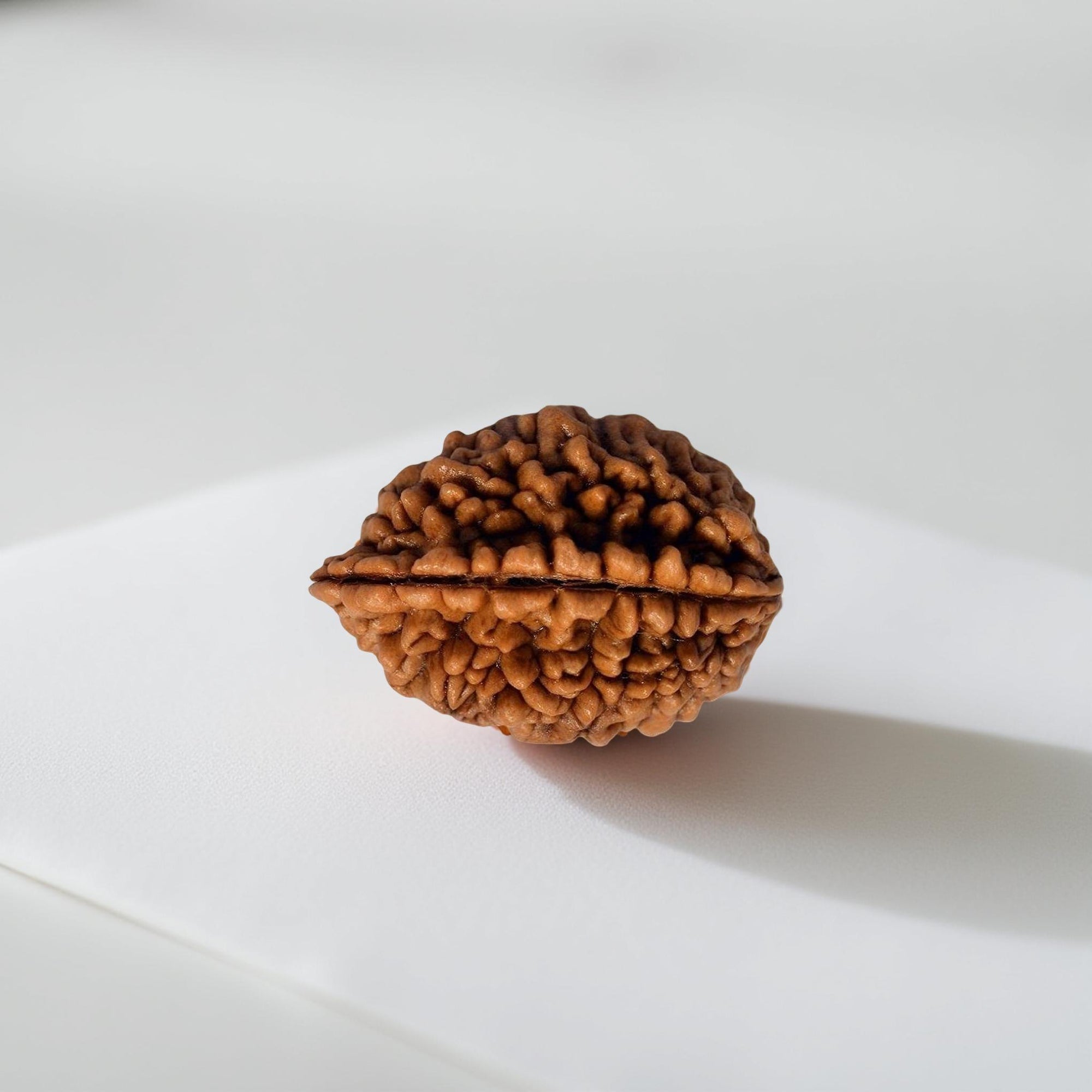 2 Mukhi Rudraksha