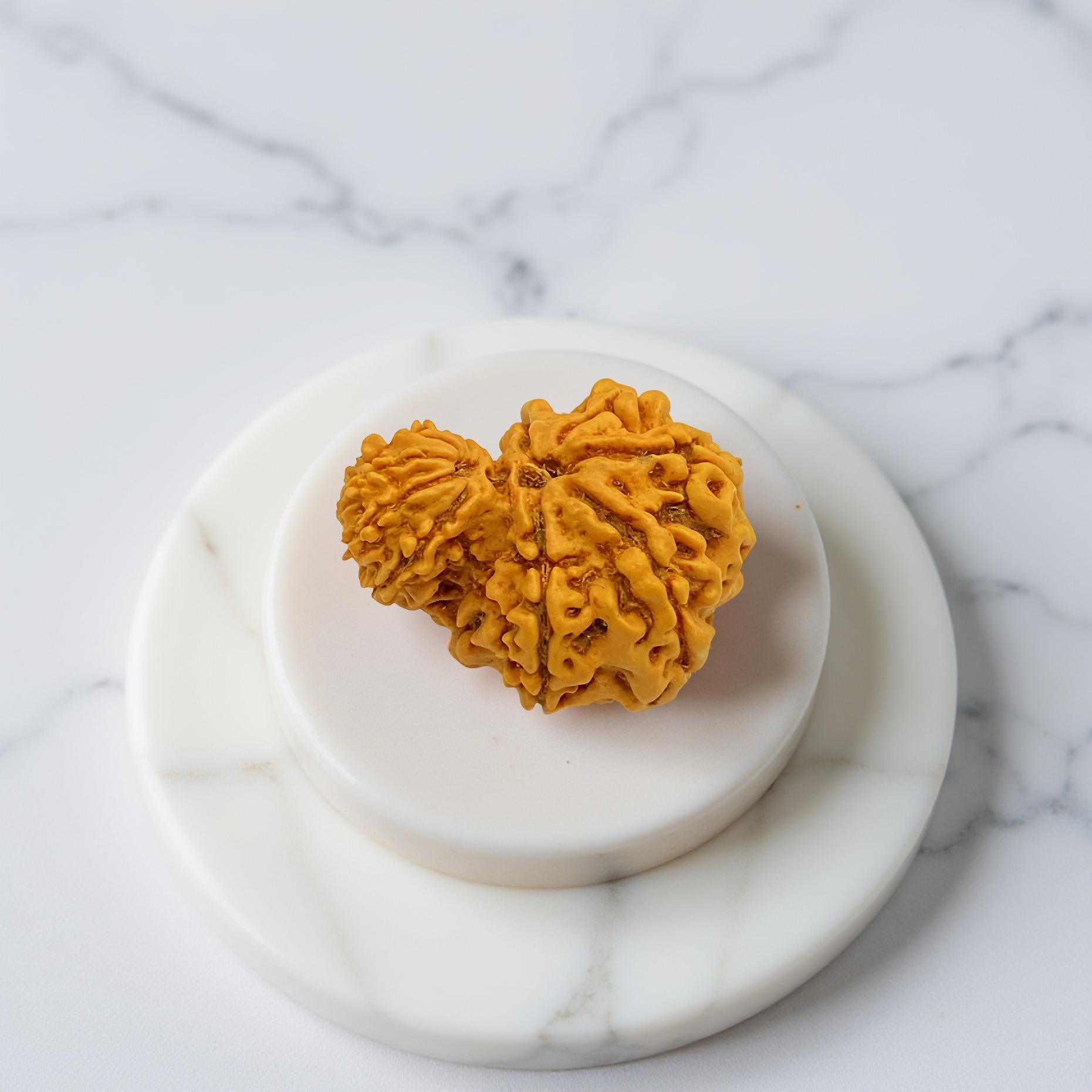 Garbh Gauri Rudraksha