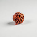 Ganesh Rudraksha