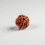 Ganesh Rudraksha