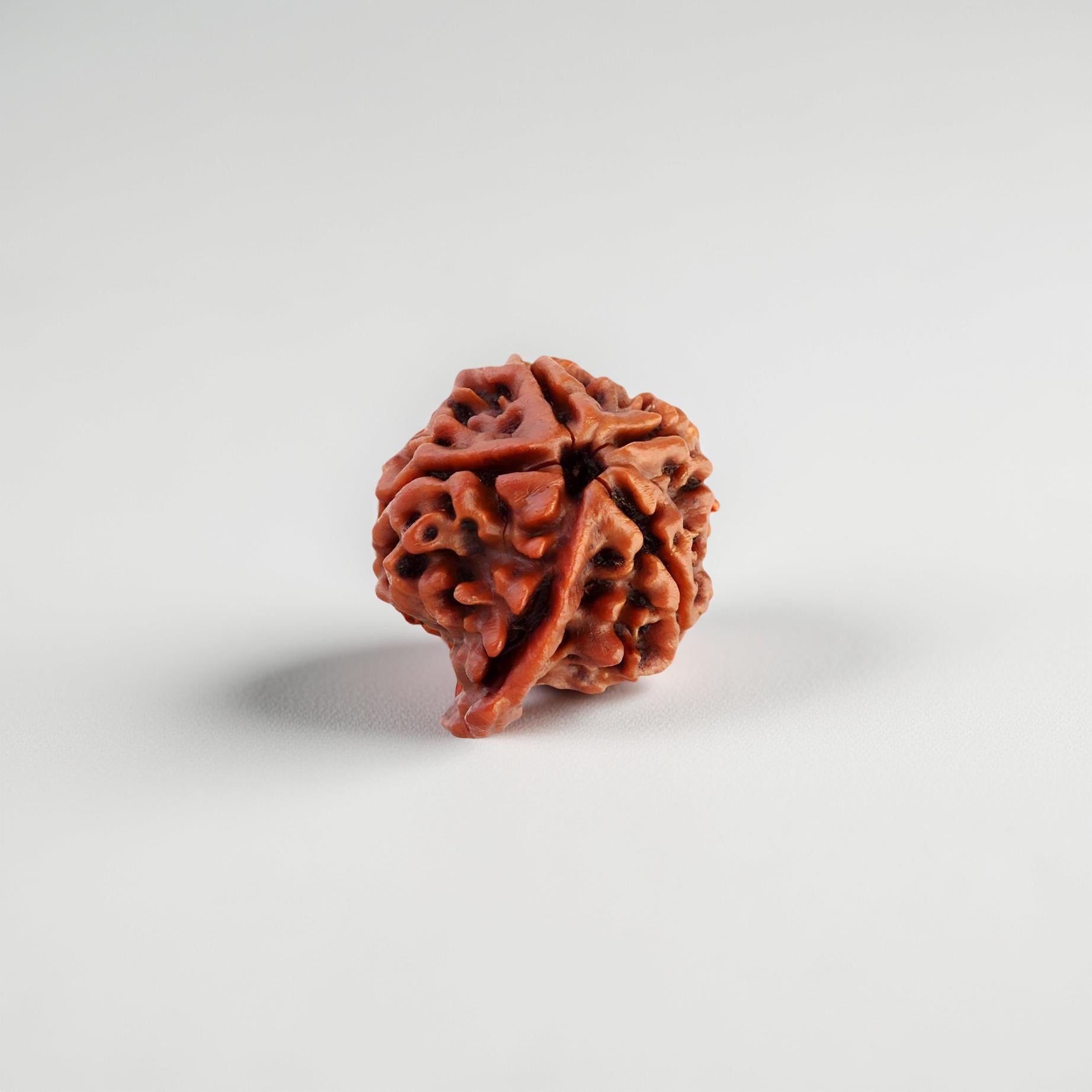 Ganesh Rudraksha