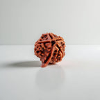 Ganesh Rudraksha