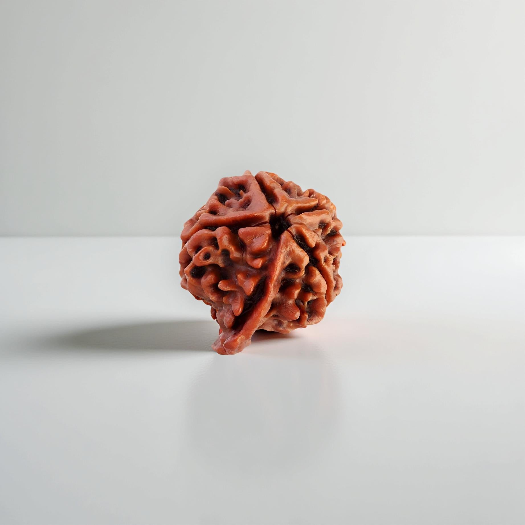 Ganesh Rudraksha
