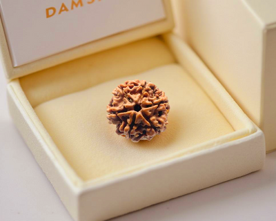6 Mukhi Rudraksha